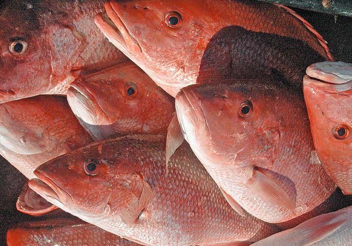Red Snapper Season Opens In May
