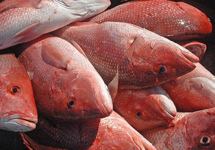 Red Snapper Season To Close December 27
