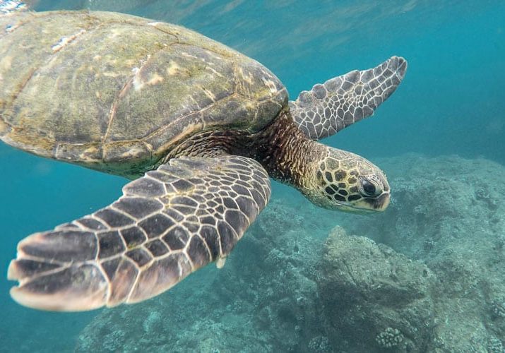 Sea Turtle, Dolphin Requests For Proposals Open