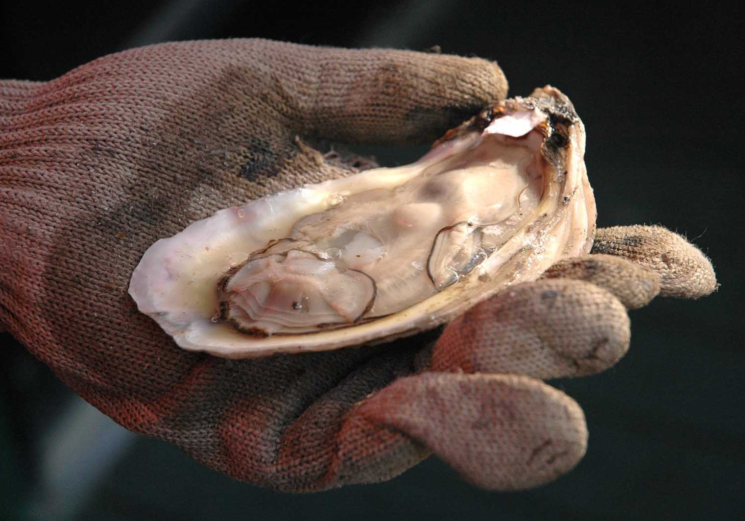 Successful Oyster Season Closes